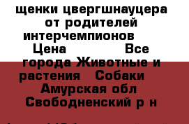 щенки цвергшнауцера от родителей интерчемпионов,   › Цена ­ 35 000 - Все города Животные и растения » Собаки   . Амурская обл.,Свободненский р-н